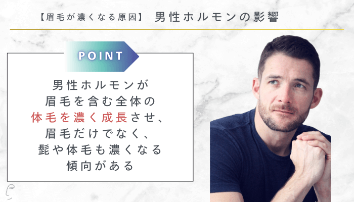 眉毛が濃くなる原因男性ホルモンの影響